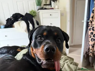 Rottweiler dogs Rottweiler male 11 months in Lee-on-the-Solent - Advert 12