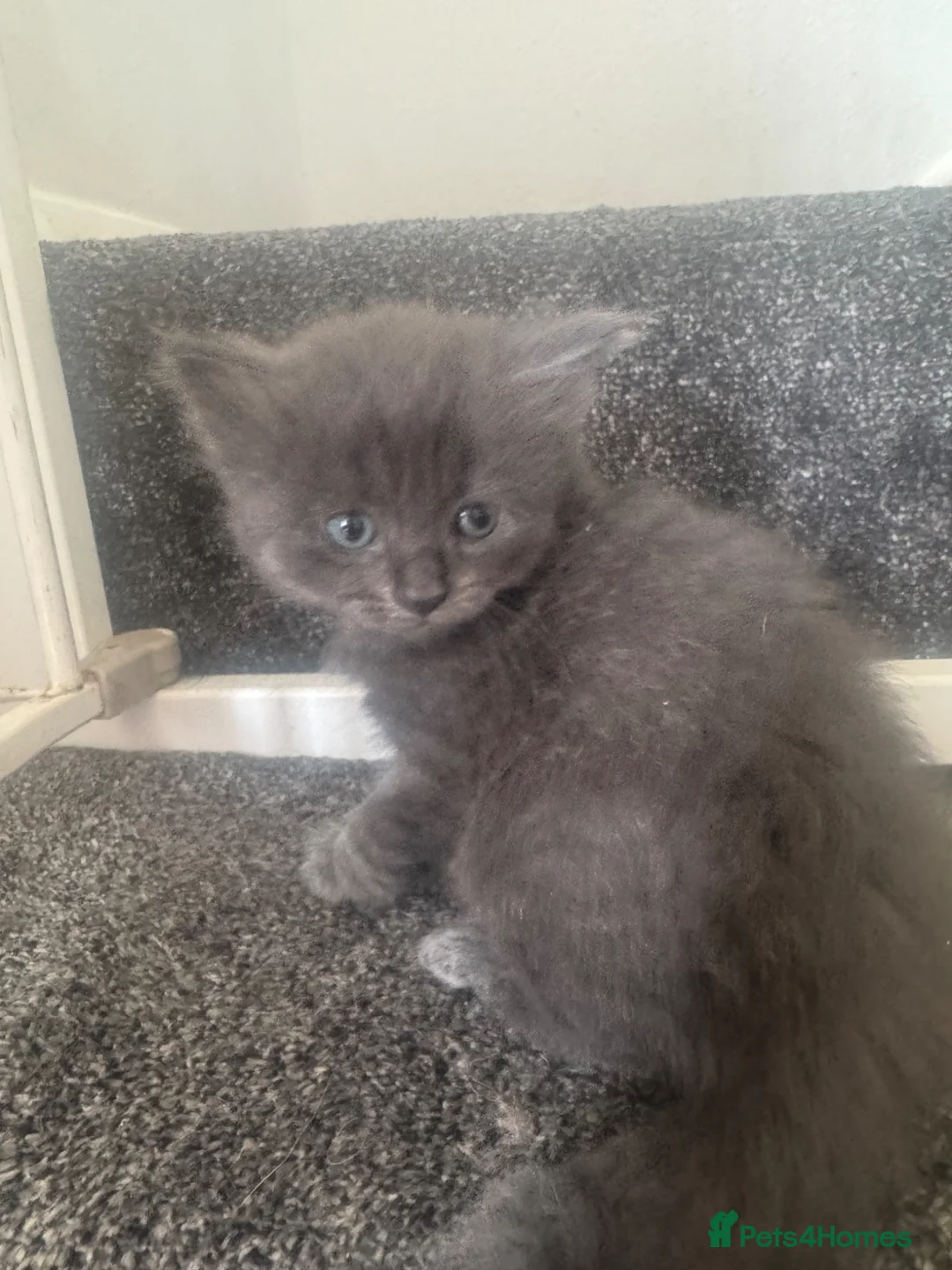 Ragdoll cats for sale: Kittens - Advert 8