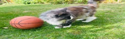 Maine Coon cats for sale: Mainecoon - Advert 7