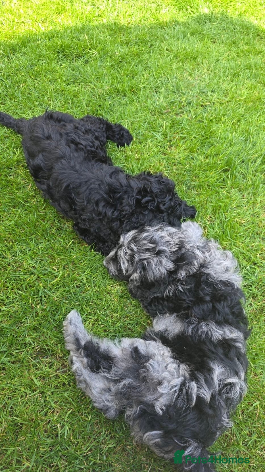 Australian Labradoodle dogs  girls and boy ready for home - Advert 3