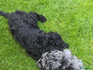 Australian Labradoodle dogs girls and boy ready for home - Advert 3