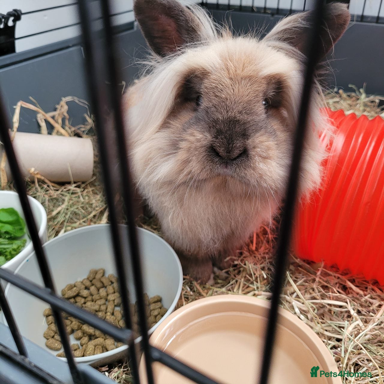 Lionhead rabbits Lionhead Rabbit For Rehome.  - Advert 1