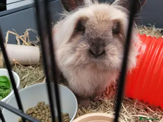Lionhead rabbits Lionhead Rabbit For Rehome. - Advert 1