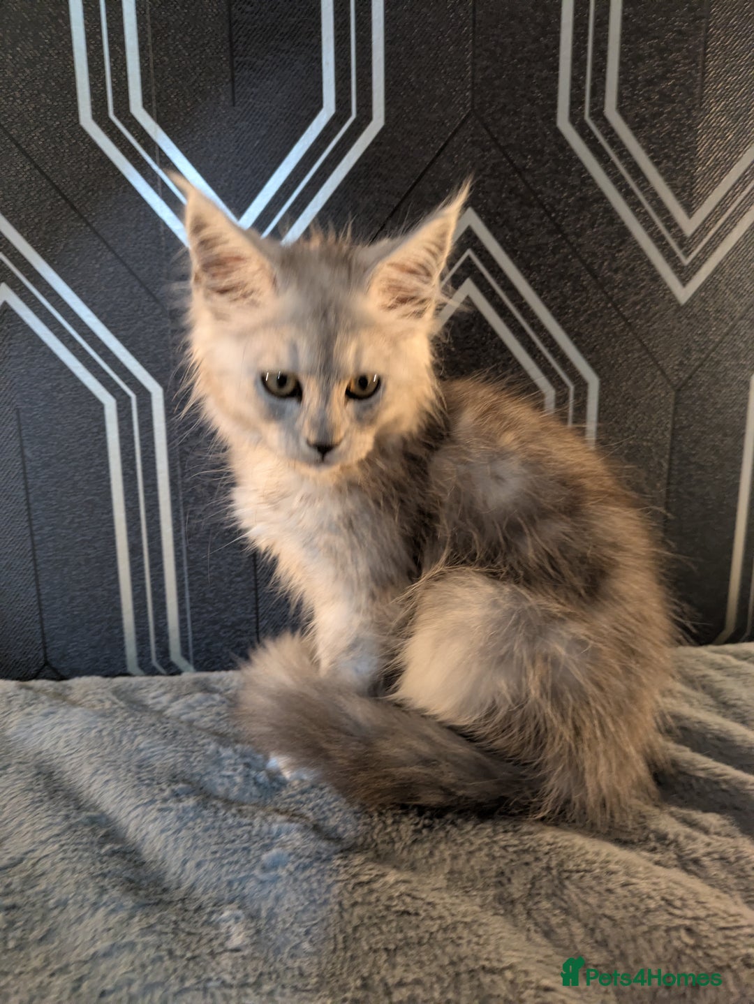Maine Coon cats for sale: Pedigree Maine coons ready 17/11/25 - Advert 16