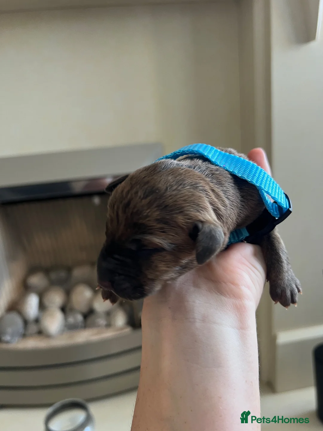 Mixed Breed dogs for sale: Rhodesian Ridgeback cross puppies in Coalville - Advert 23