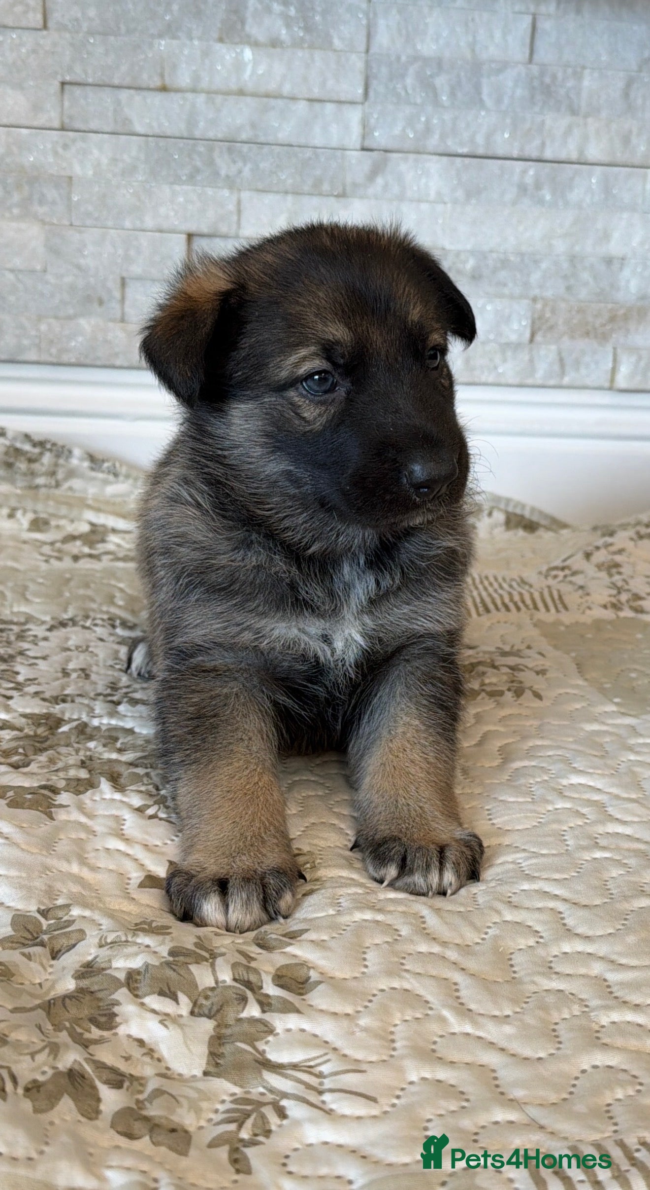 German Shepherd dogs Original Straight Back German Shepherds  - Advert 1