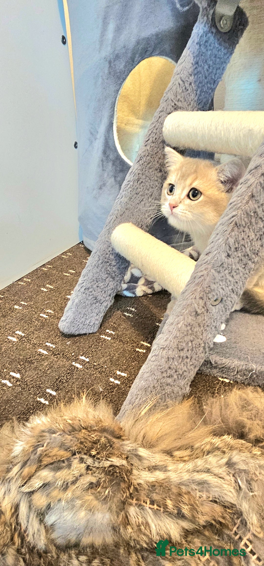 British Shorthair cats for sale: BSH GOLDEN KITTENS - Advert 15