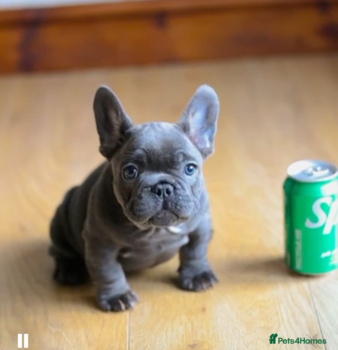 French Bulldog dogs for sale: High quality french bulldogs  - Advert 12