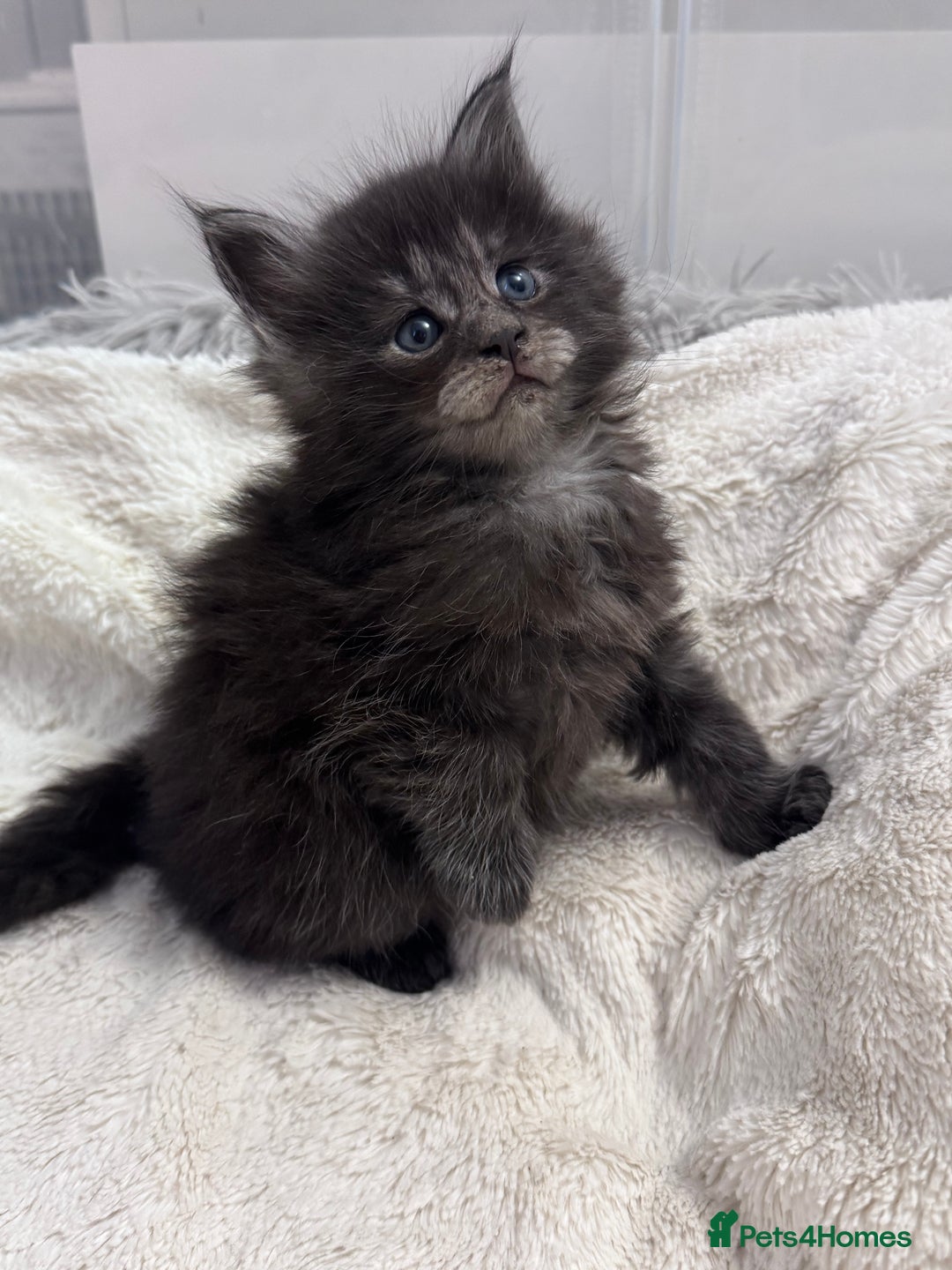 Maine Coon cats for sale: 🌟🌟Beautiful  Maine Coon kittens 🌟🌟🌟 - Advert 29