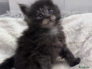 Maine Coon cats 🌟🌟Beautiful Maine Coon kittens 🌟🌟🌟 - Advert 9