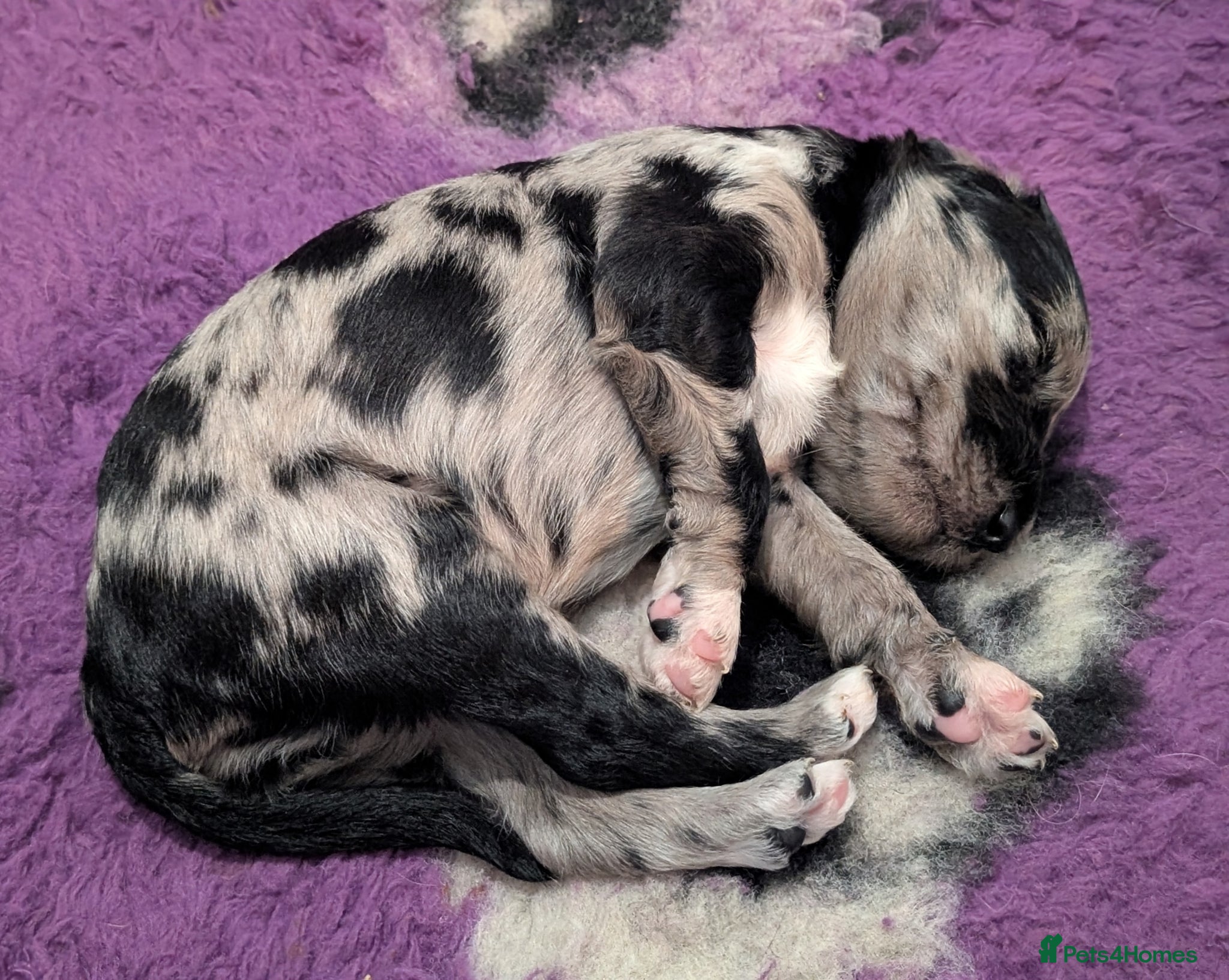 Labradoodle dogs for sale: Unique Labradoodles - Merle, Phantom, Black, Red - Advert 21