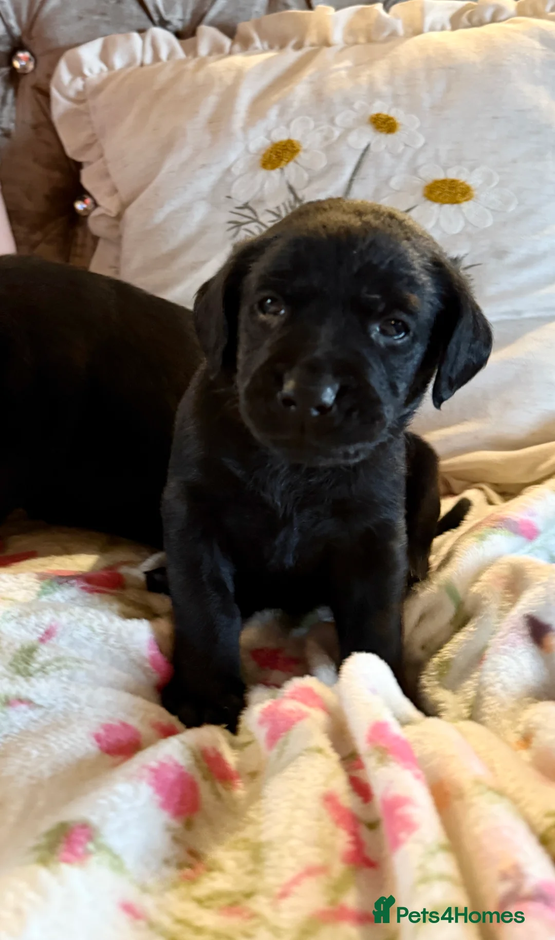 Labrador Retriever dogs for sale: KC Labrador puppies  - Advert 9