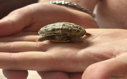 Tortoise reptiles for sale: Horsefield Tortoise Hatchlings for Sale - Image 4