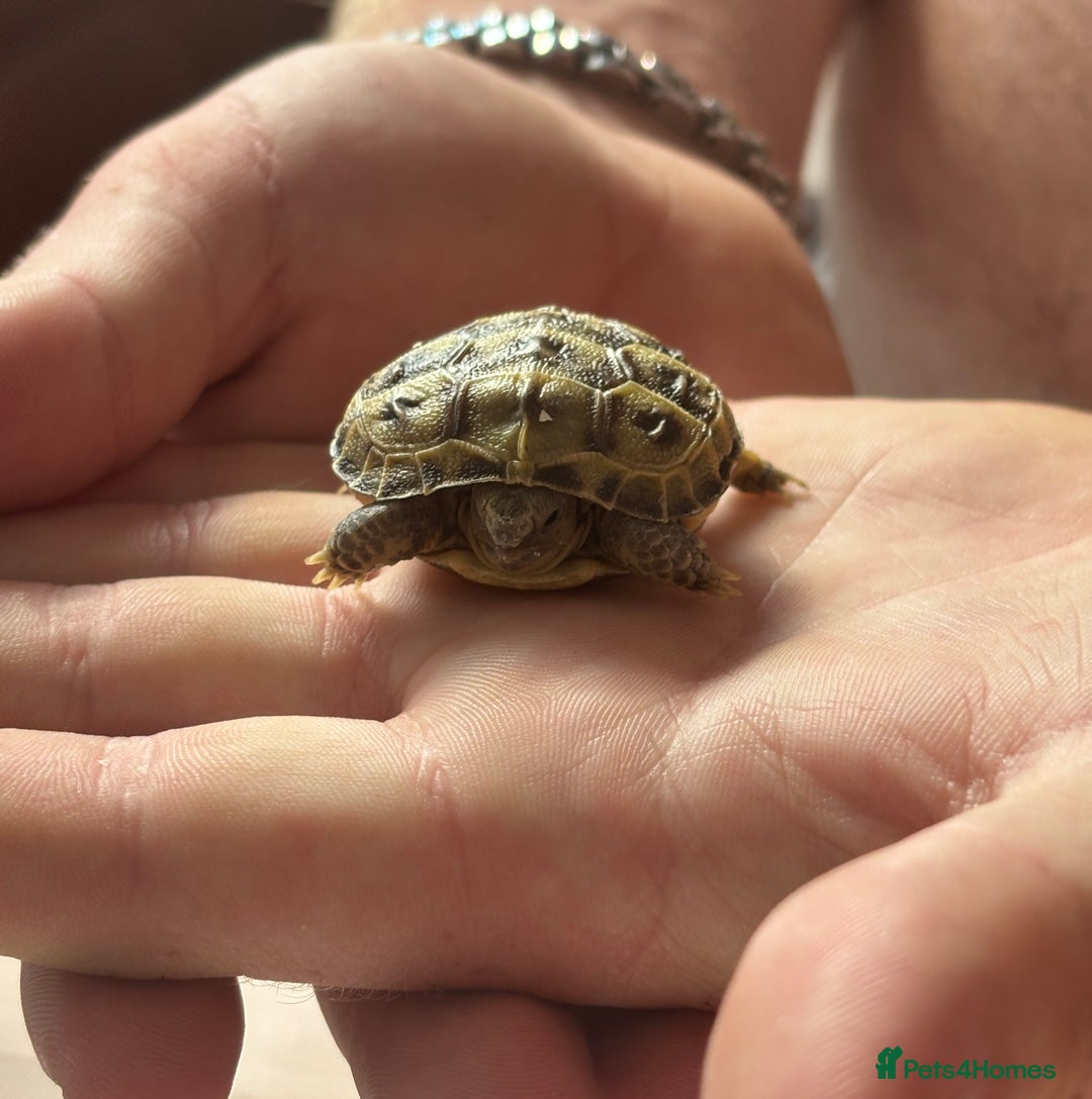 Tortoise reptiles for sale: Horsefield Tortoise Hatchlings for Sale - Image 4