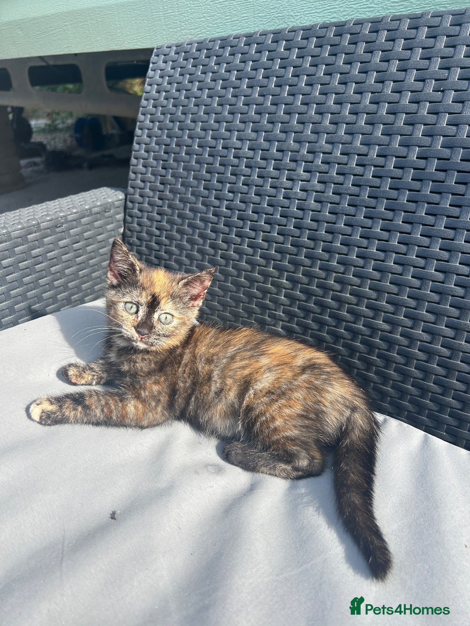 Mixed Breed cats !1 left!4 kittens for sale  - Advert 14