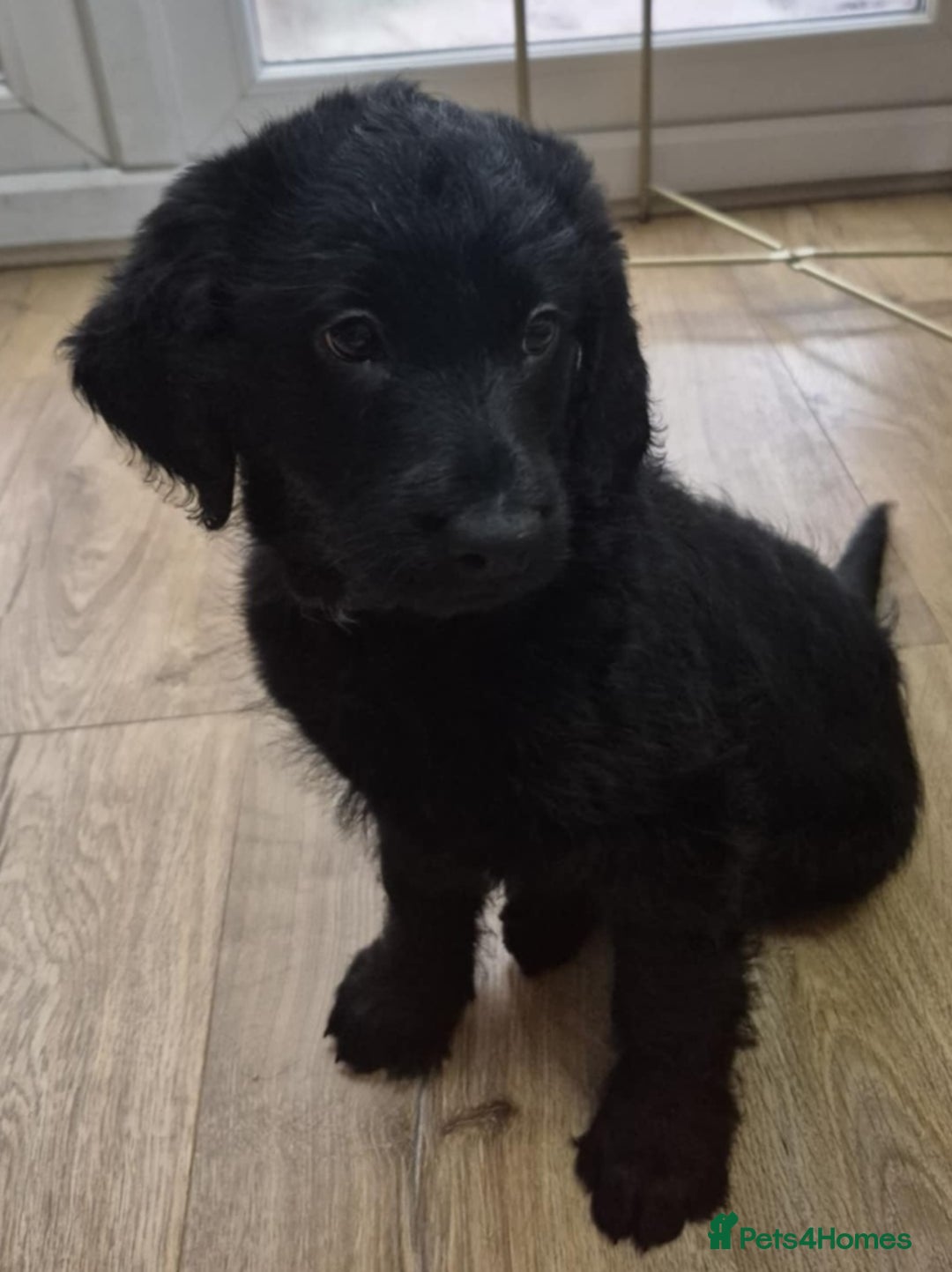 Labradoodle dogs for sale: F1 labradoodles READY NOW - Advert 12
