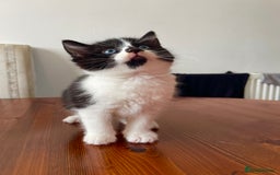 Mixed Breed cats for sale: 2 Adorable Kittens For Sale  - Image 7