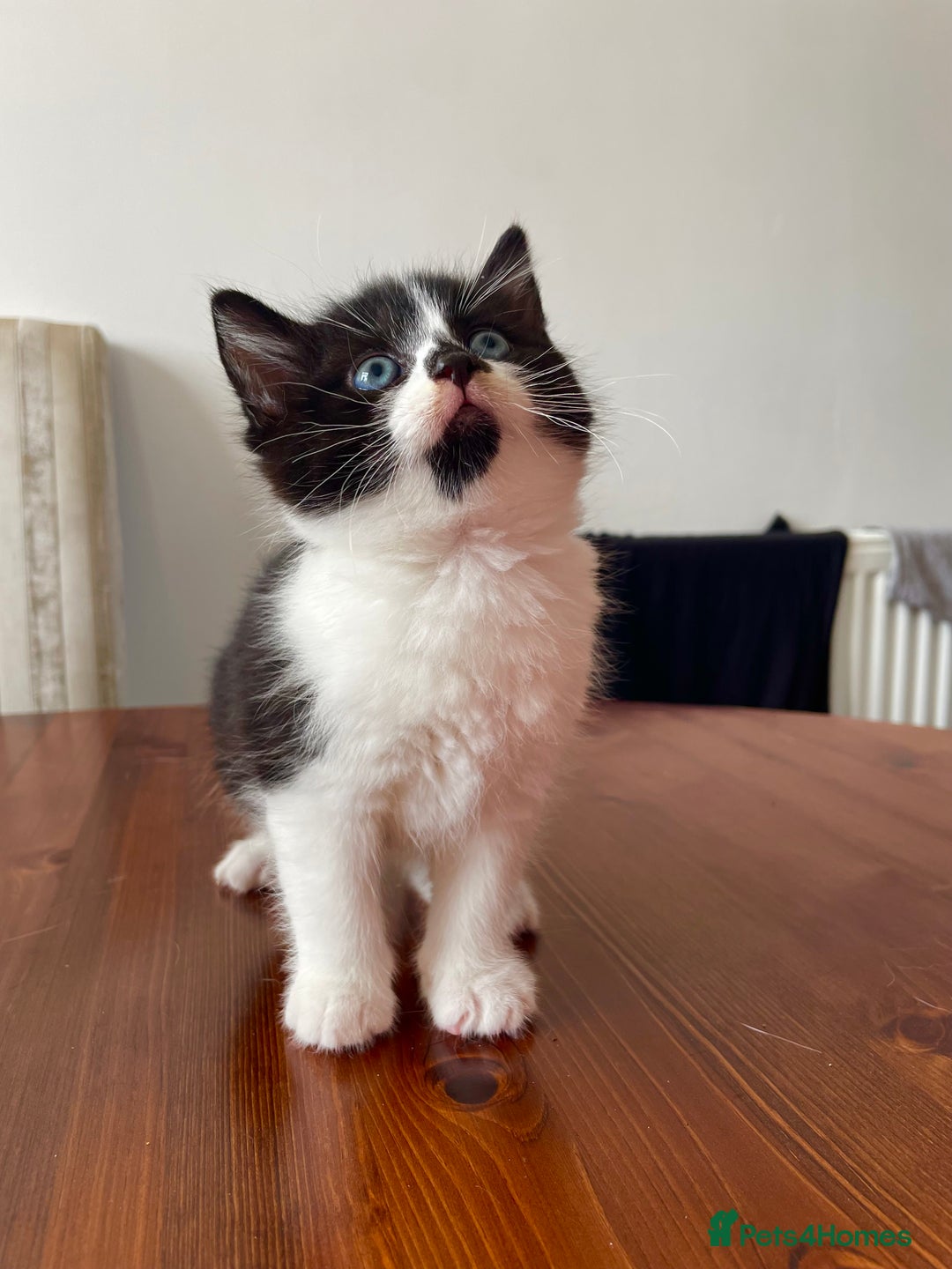 Mixed Breed cats for sale: 2 Adorable Kittens For Sale  - Image 7