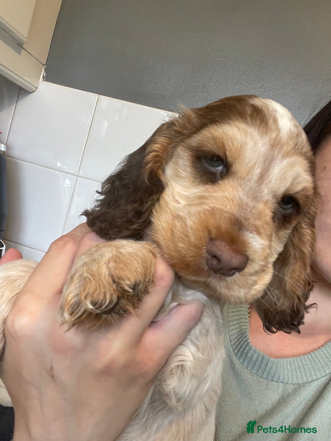 Cocker Spaniel dogs for sale: Show cocker spainel  - Image 8
