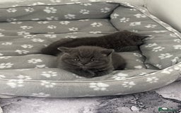British Shorthair cats for sale: Post to gain interest - Image 2
