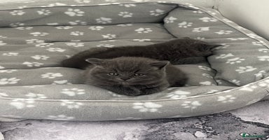 British Shorthair cats - Advert 3