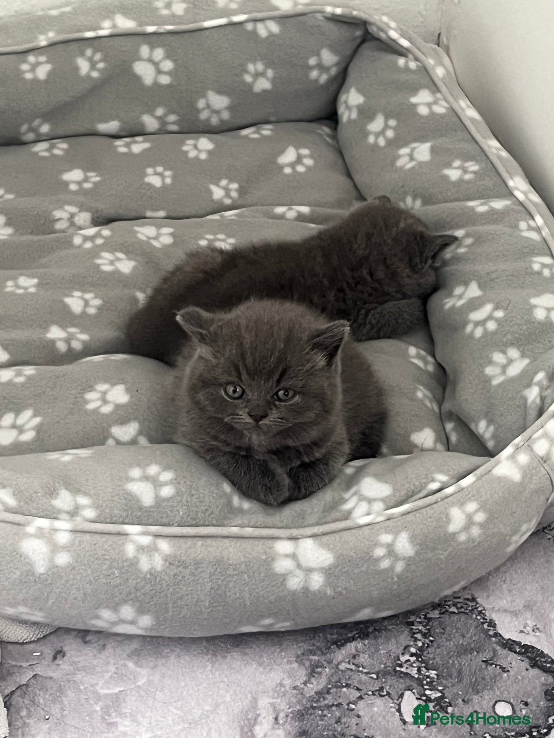 British Shorthair cats for sale: Post to gain interest - Image 2