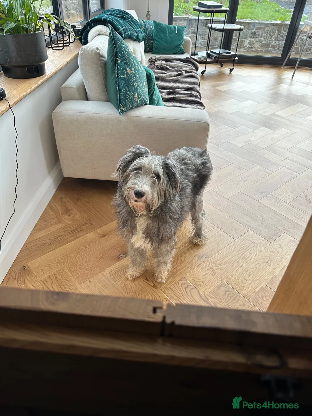 Bearded Collie dogs for sale: Beautiful Bearded Collie Puppies  - Advert 2