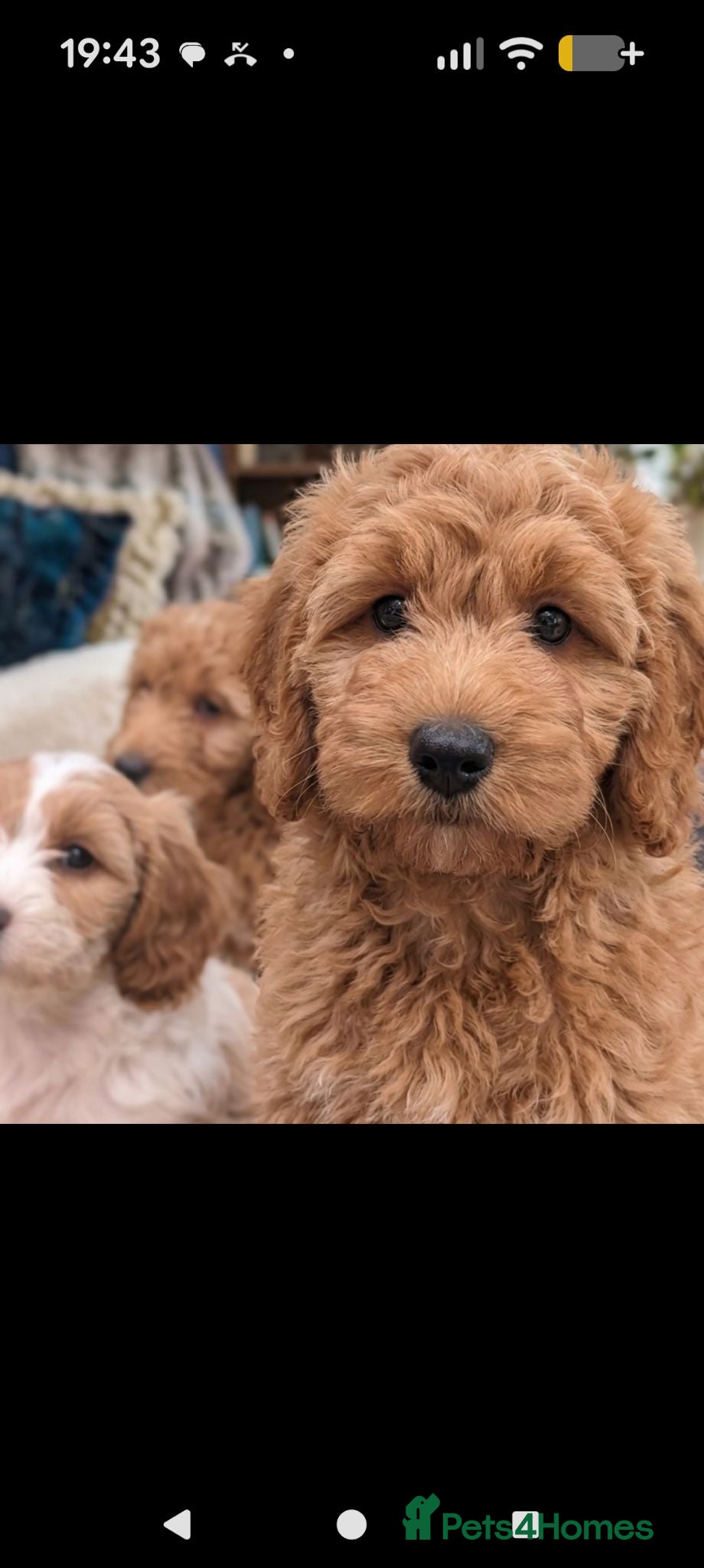 Mixed Breed dogs 3 beautiful cockapoo X cavapoo pups  - Advert 1