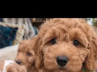 Mixed Breed dogs 3 beautiful cockapoo X cavapoo pups - Advert 1