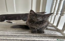 Russian Blue cats for sale: Incredible kittens  - Image 1
