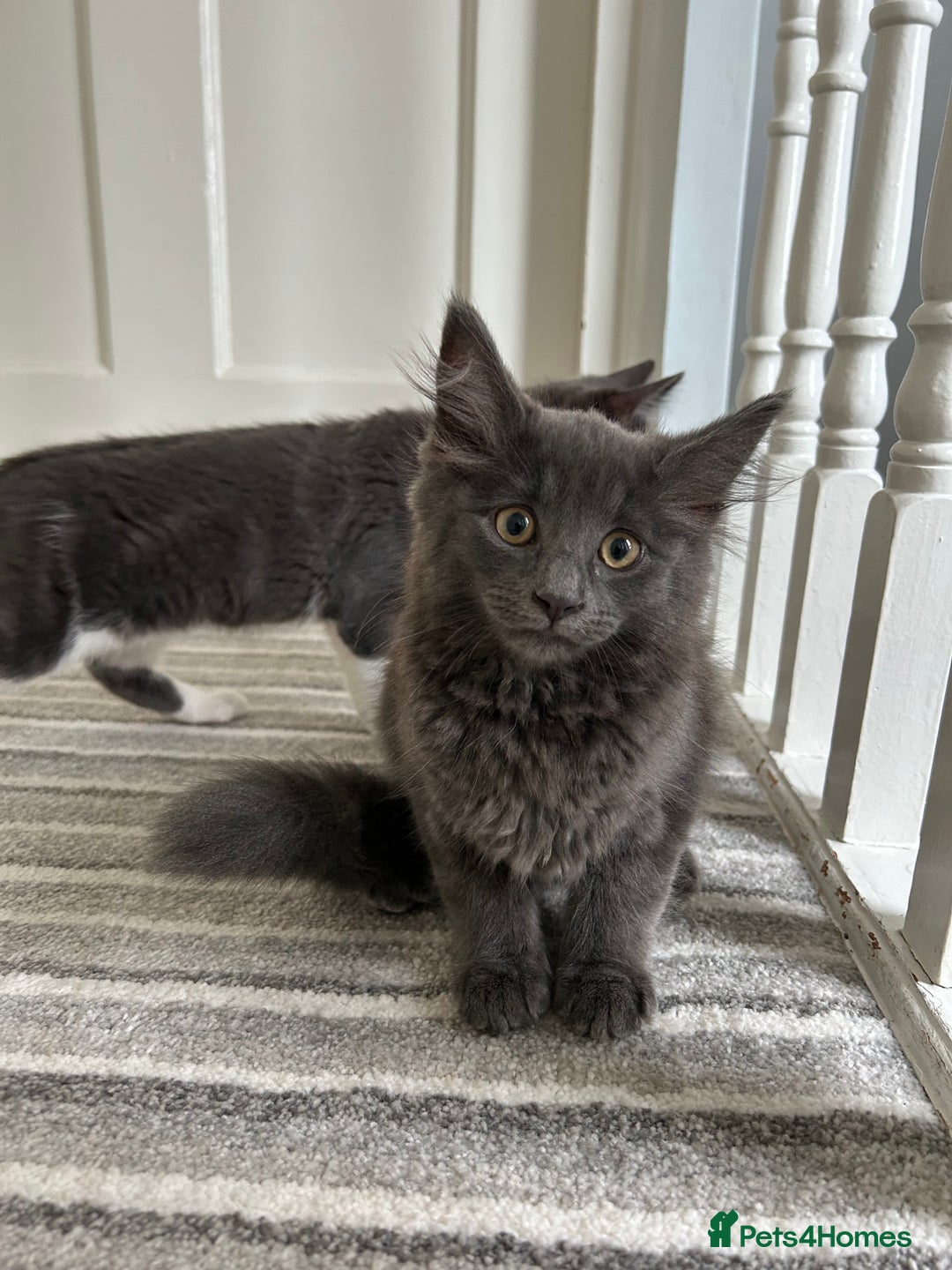 Russian Blue cats for sale: Incredible kittens  - Image 1