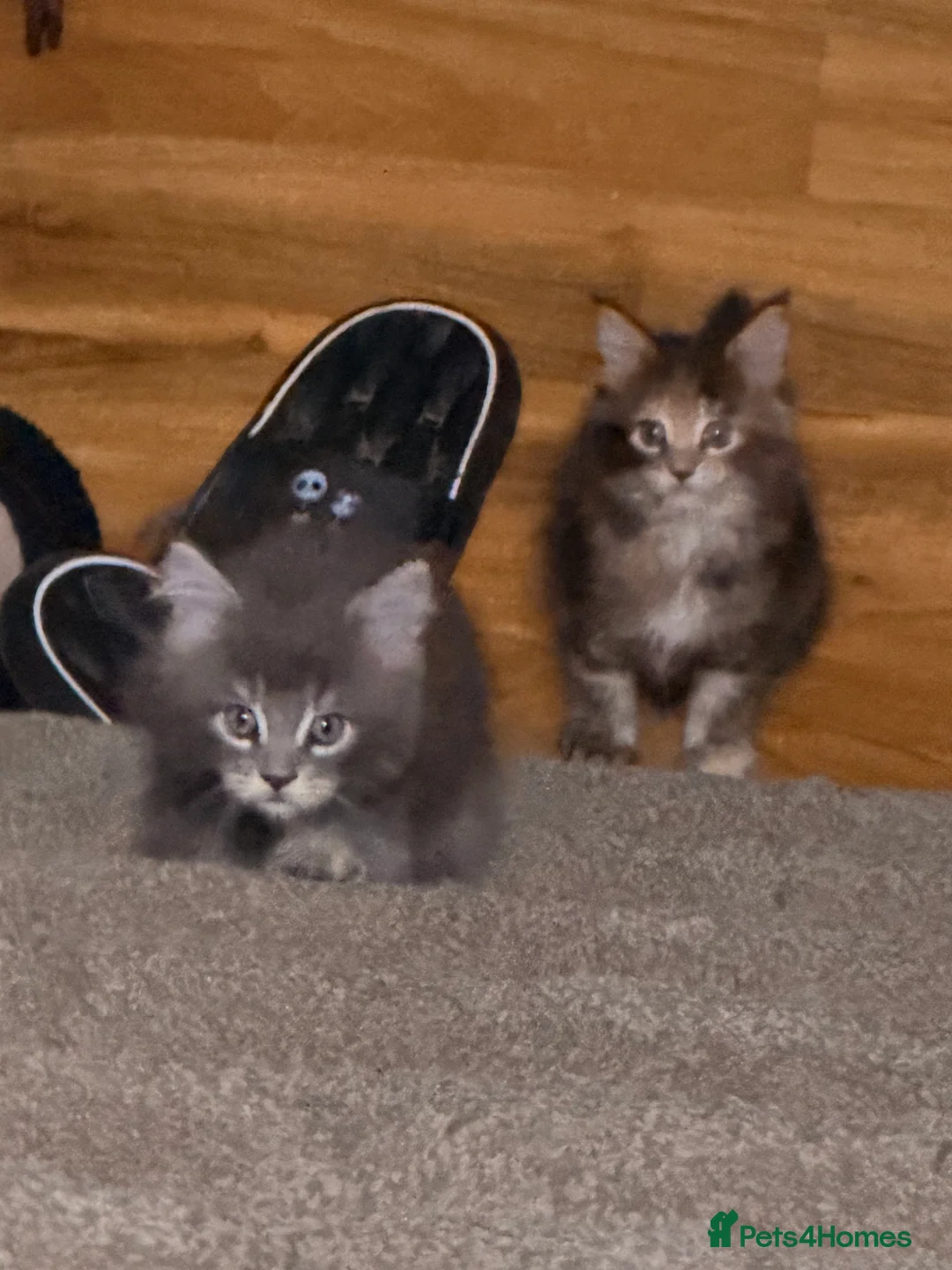 Maine Coon cats for sale: Maine coon kittens - Advert 21