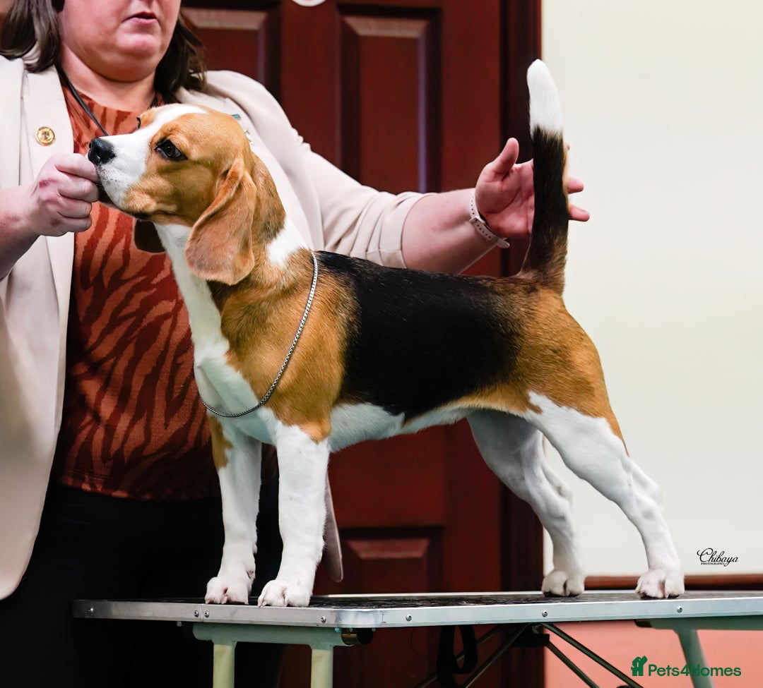 Beagle dogs for stud: Winner at Crufts 2025! in Tonbridge - Image 33
