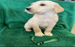 Labrador Retriever dogs for sale: Labrador Puppies - Image 8