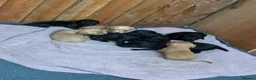 Mixed Breed dogs for sale: Labrador x spaniel pups - Advert 3