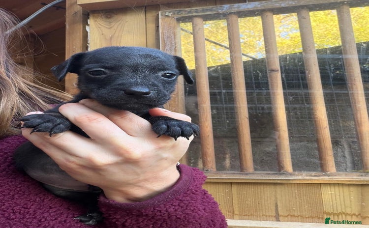 Patterjack dogs - Advert 3