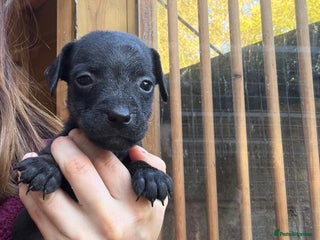 Patterjack dogs - Advert 2