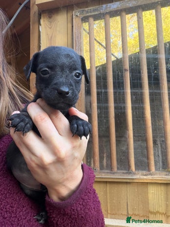 Patterjack dogs - Advert 2