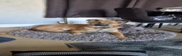 Mixed Breed dogs for sale: Lurcher x german shepherd  in Gillingham - Advert 2