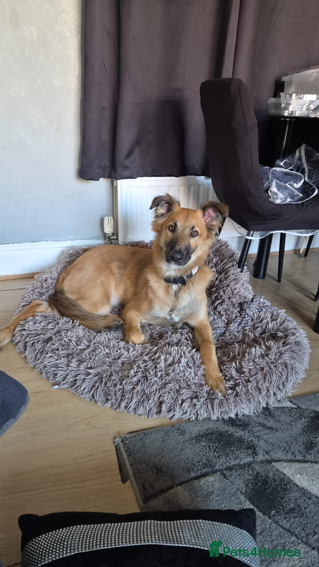 Mixed Breed dogs for sale: Lurcher x german shepherd  in Gillingham - Advert 2