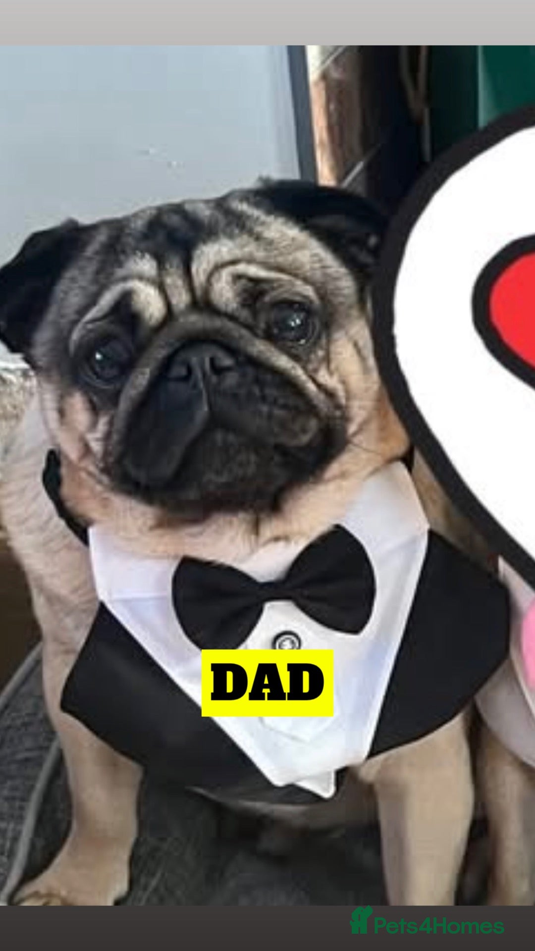 Pug dogs for sale: Pug puppies for sale  - Advert 2