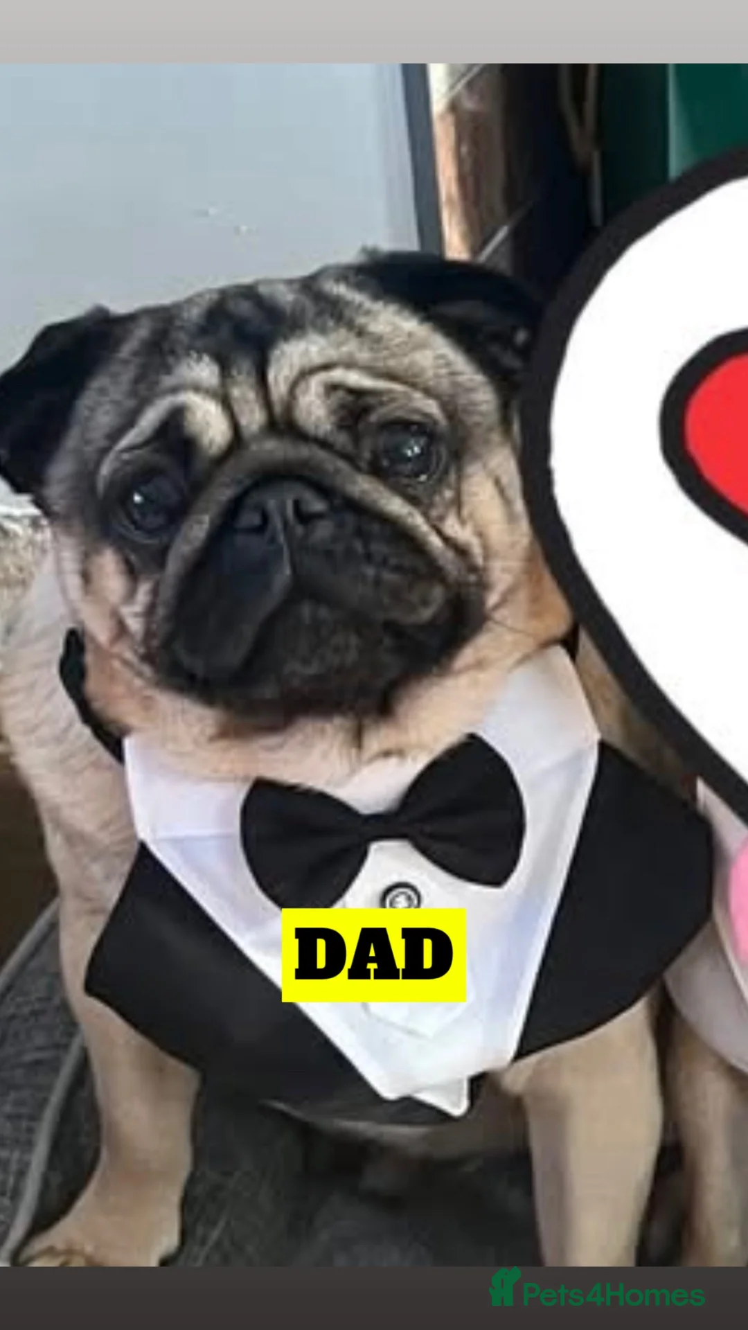 Pug dogs for sale: Pug puppies for sale  - Advert 2