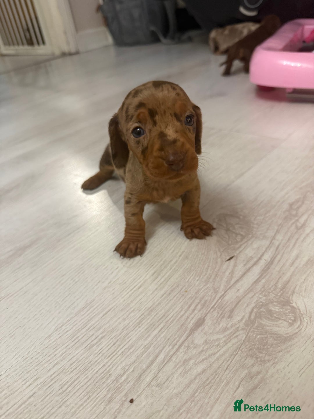 Miniature Dachshund dogs for sale: Miniature dachshund puppies - Advert 4