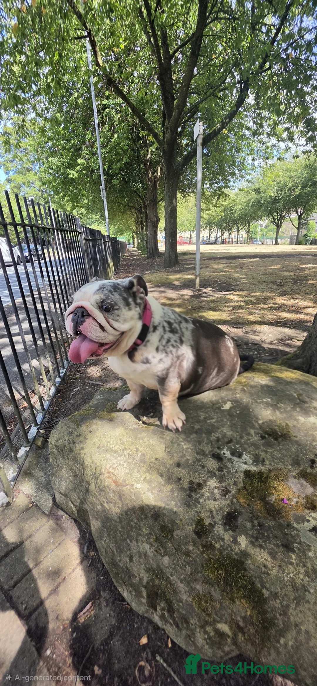 English Bulldog dogs for sale: 3yo Female blue tri English Bulldog  - Advert 2