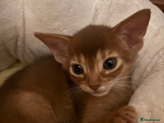Abyssinian cats Two Abyssinian kittens !!! - Advert 3
