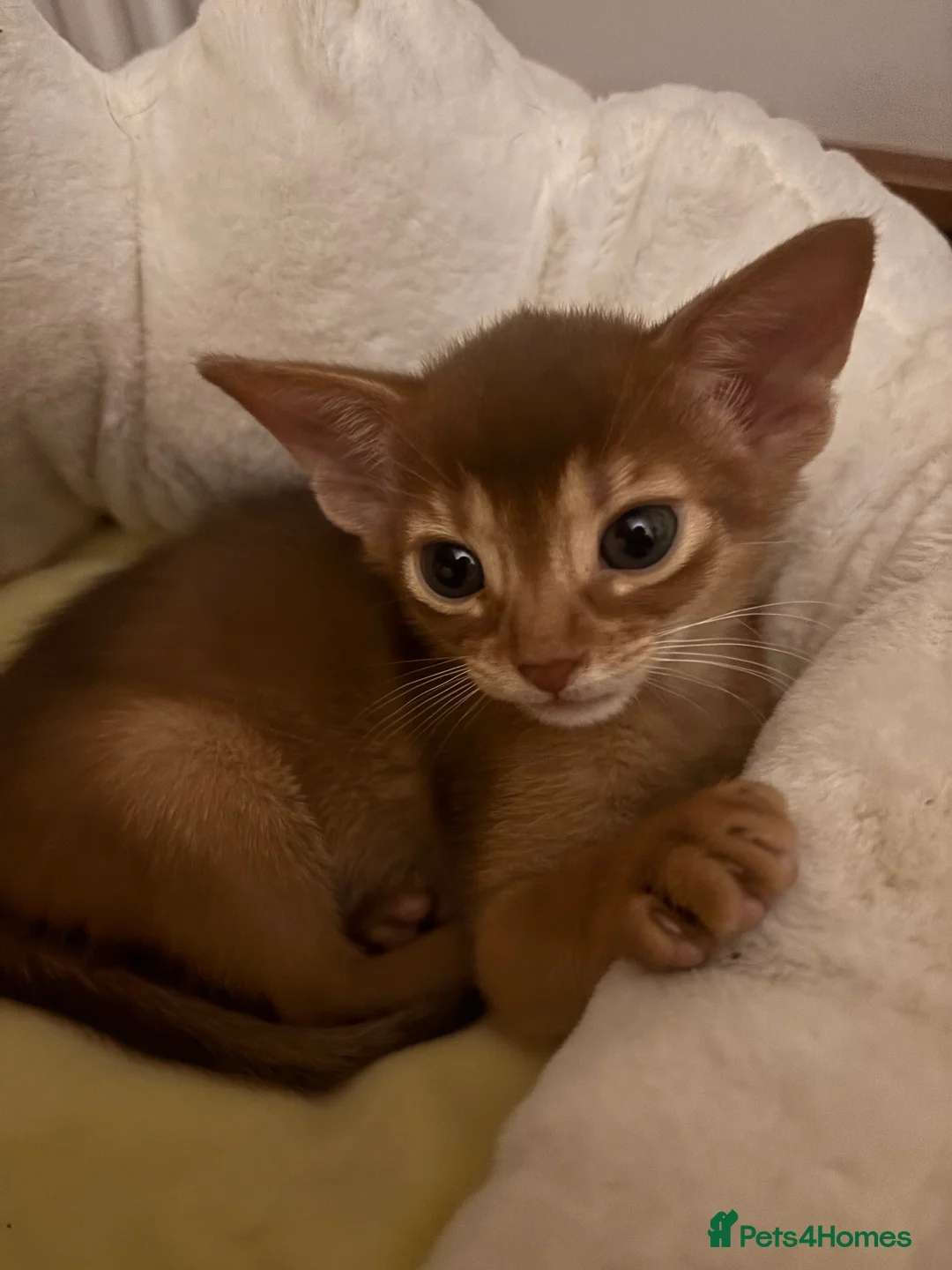 Abyssinian cats for sale: Two Abyssinian kittens !!! - Advert 2