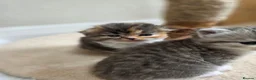 Scottish Fold cats for sale: Beautiful Tica Registered Babies - Advert 1