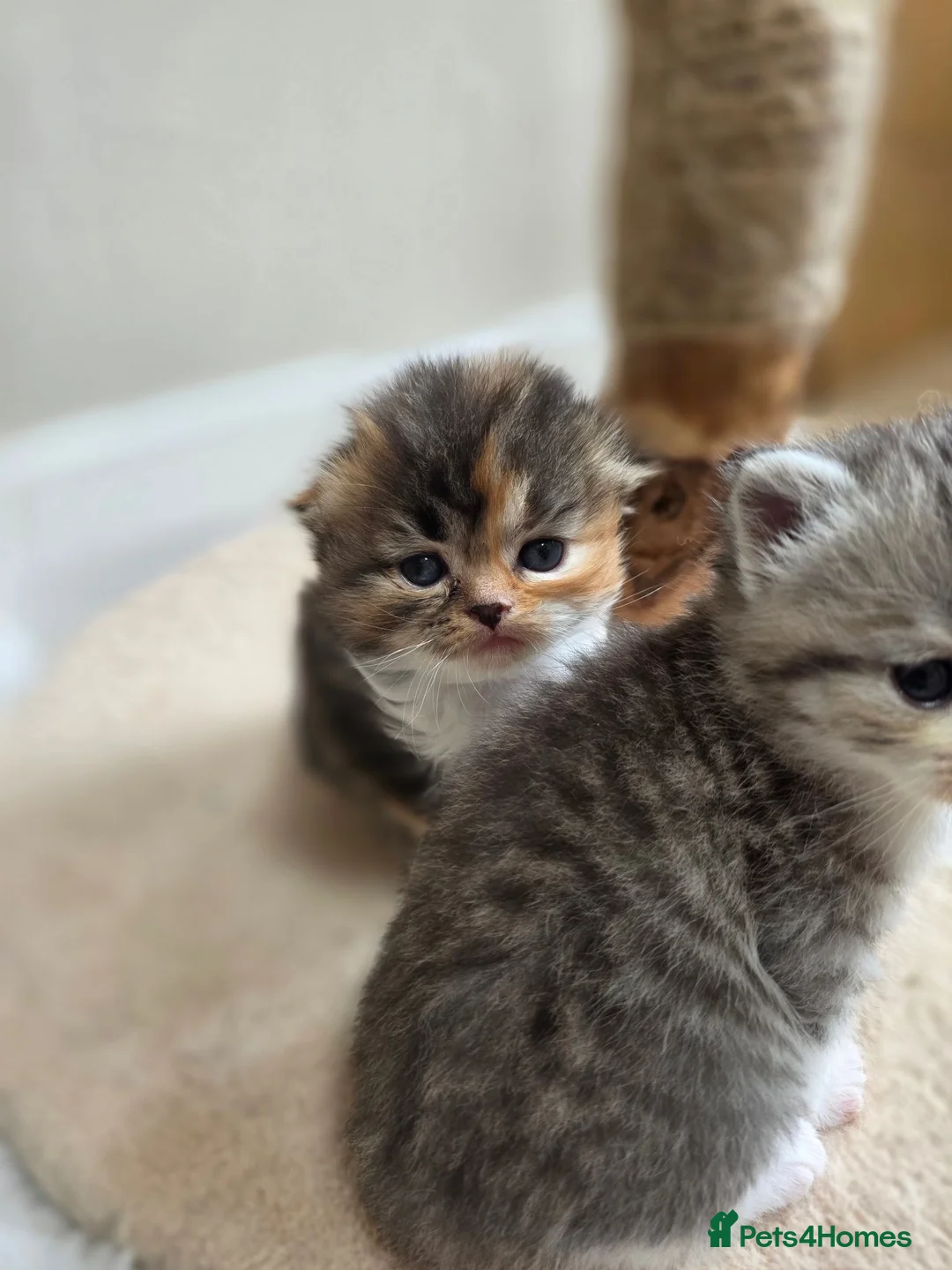 Scottish Fold cats for sale: Beautiful Tica Registered Babies - Advert 1