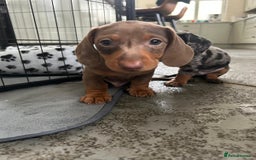 Dachshund dogs for sale: Miniature Dachsund Puppies  - Image 4