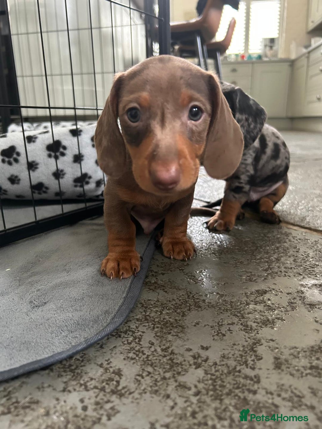 Dachshund dogs for sale: Miniature Dachsund Puppies  - Image 4